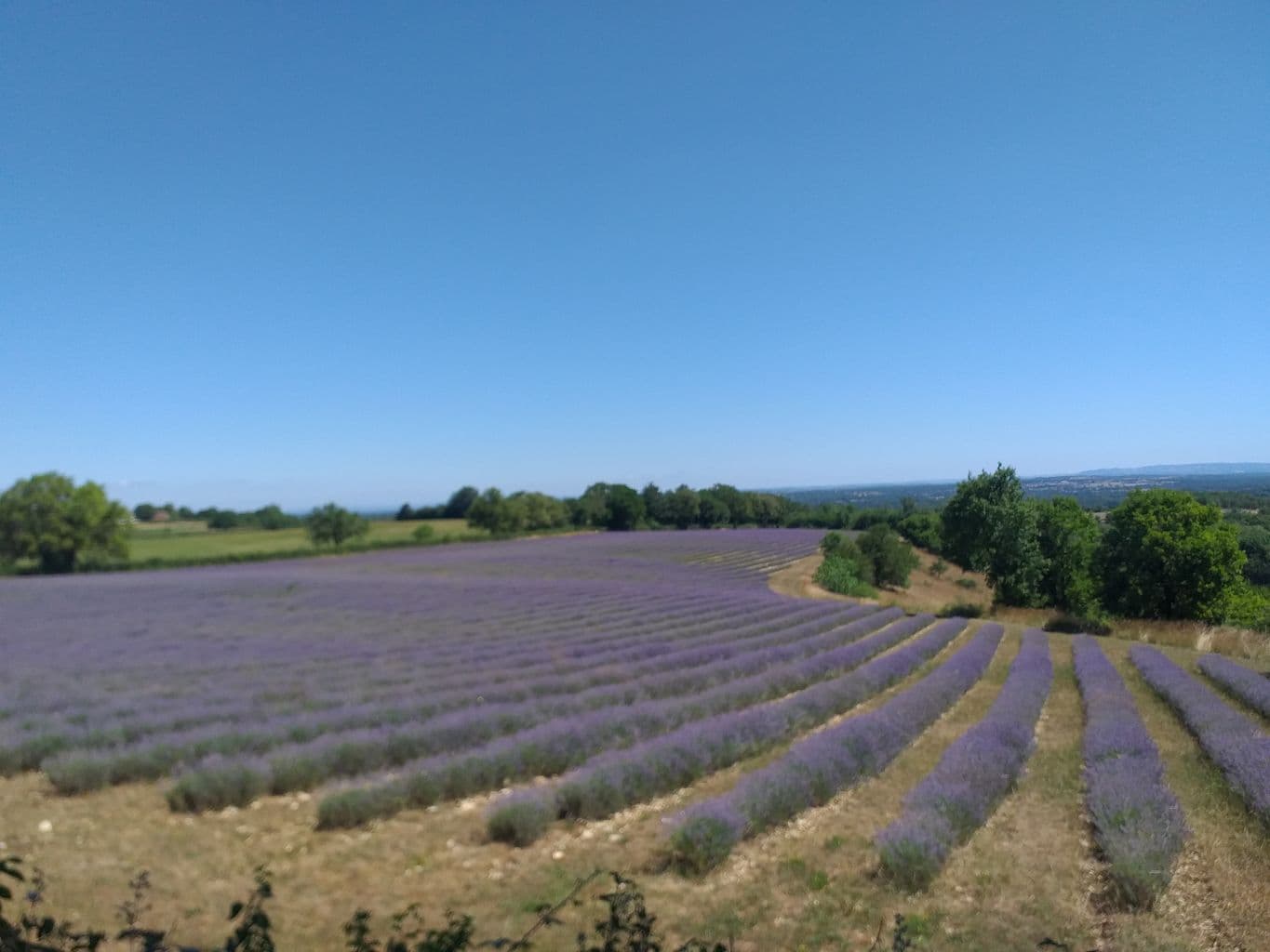 Champs de lavande juin 2025 ©OTCLM-JGouze (1)