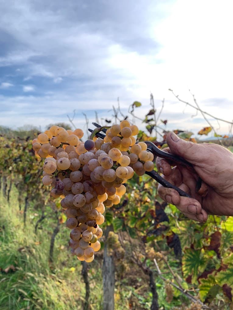 Domaine Lafon