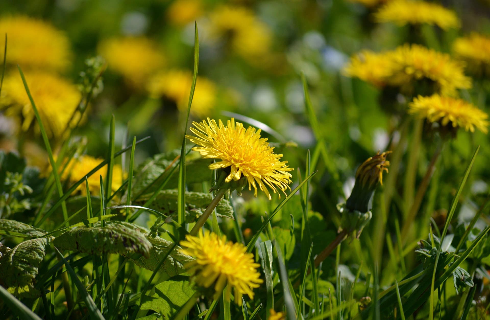 Fleur pissenlit