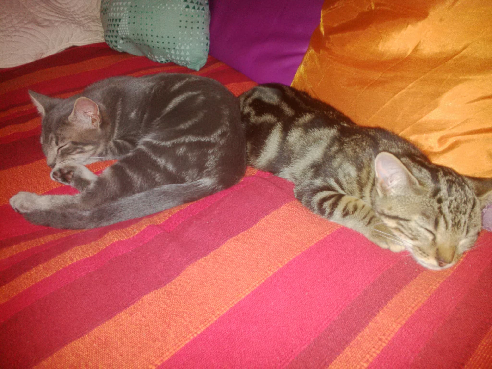 Le Tilleul