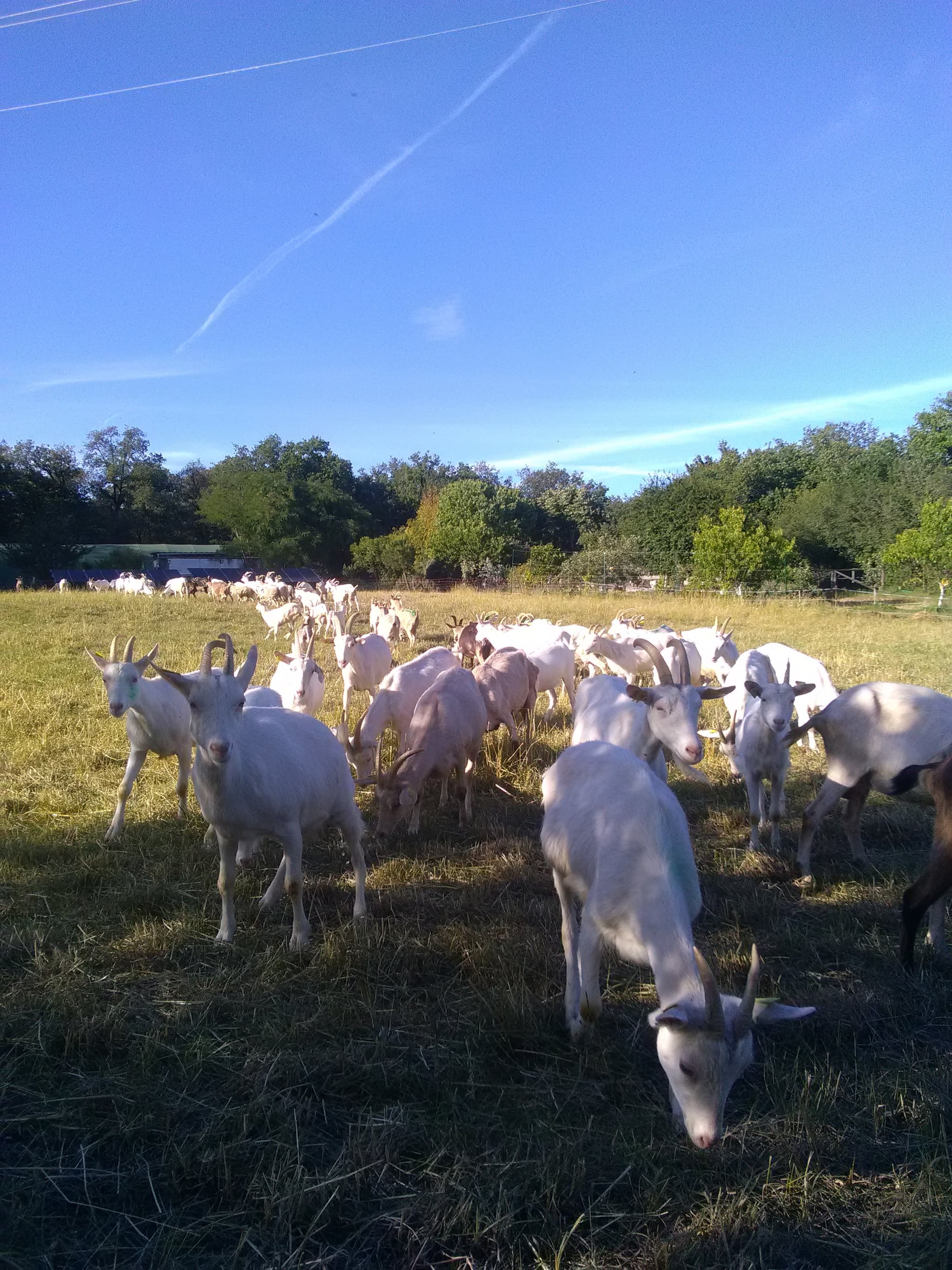 Ferme de Grézal