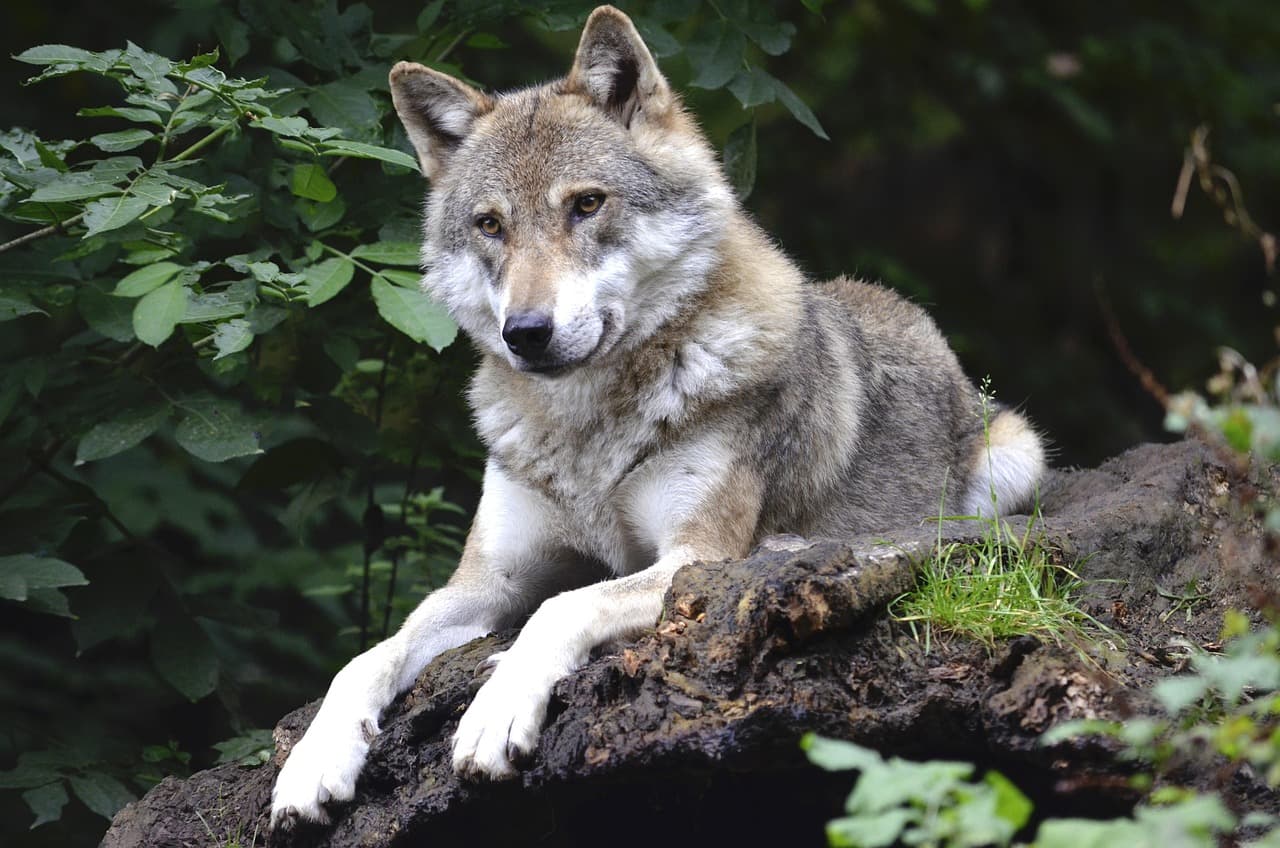 Loup