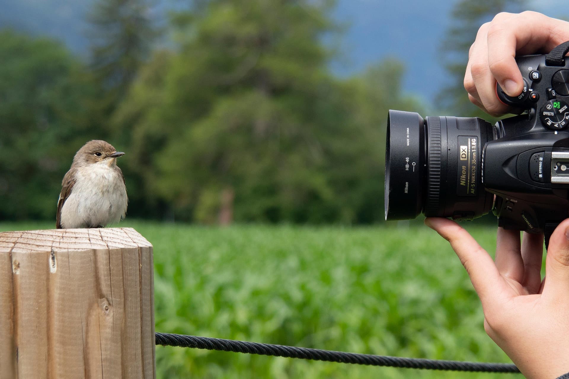 Photo animalière