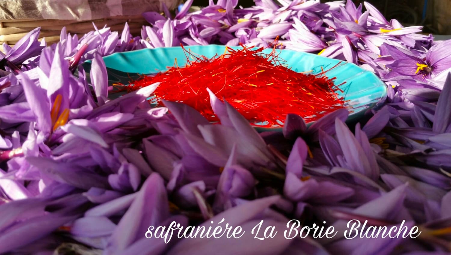 Safraniere la borie blanche - 1500