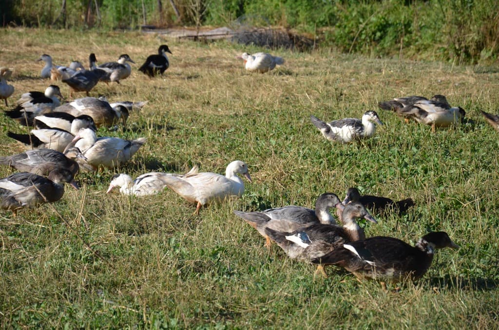 canard-ferme-peyreches-quercy