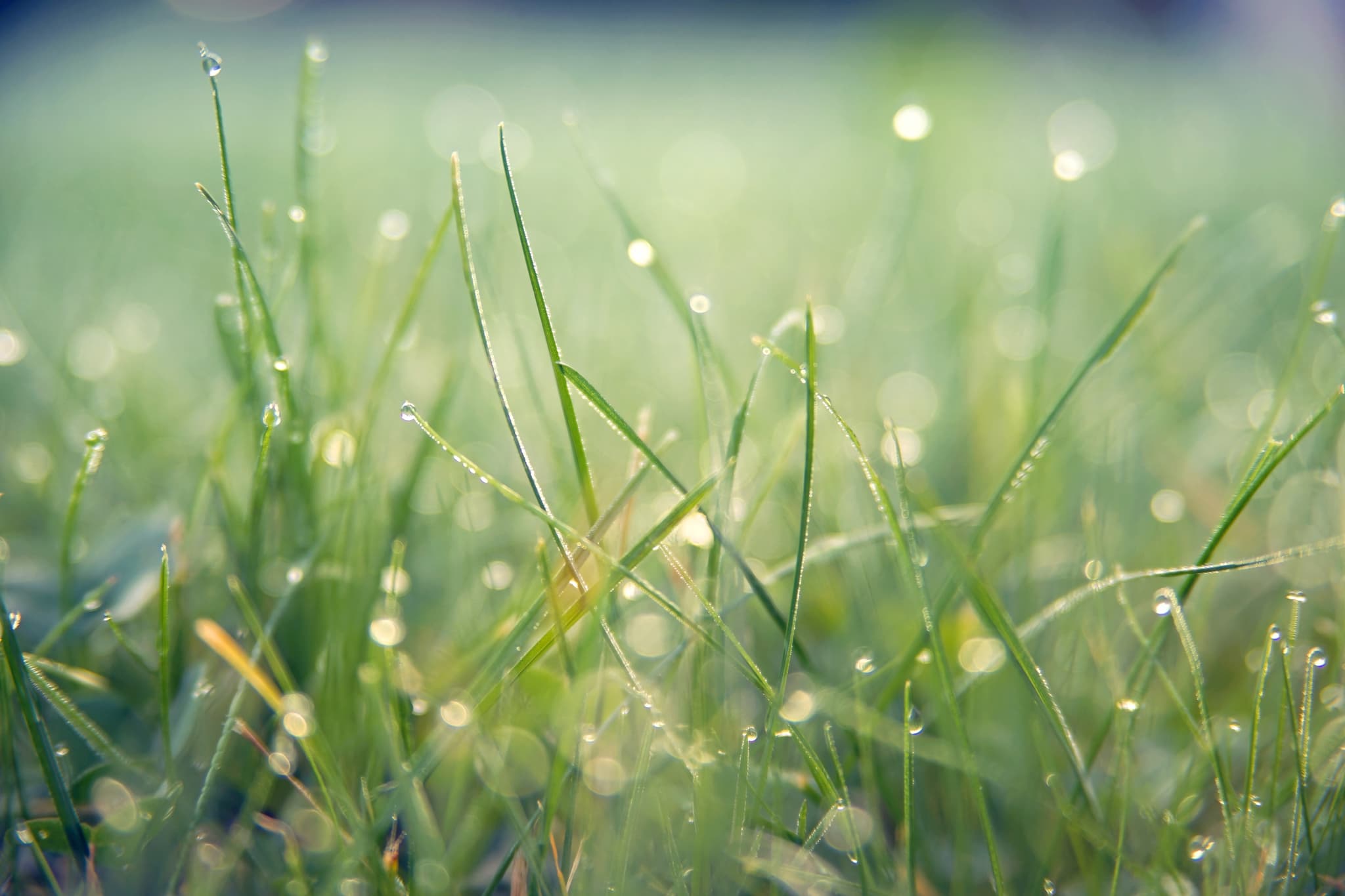 jplenio-grass-7089807