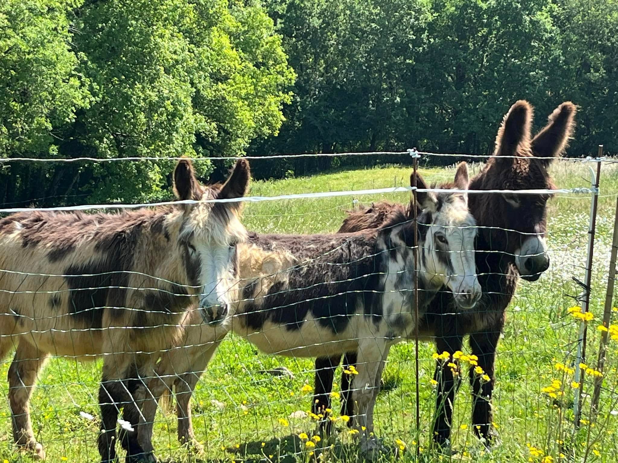 Our donkeys / nos ânes