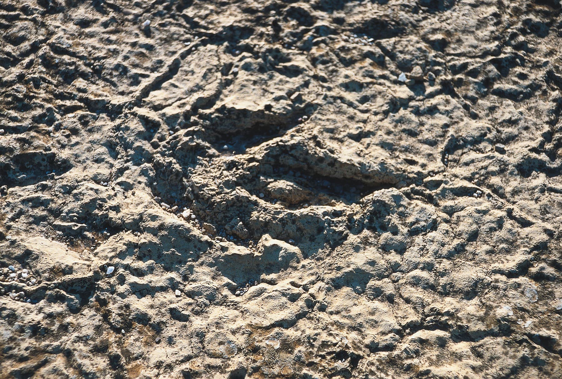Trace de pas de Dinosaure