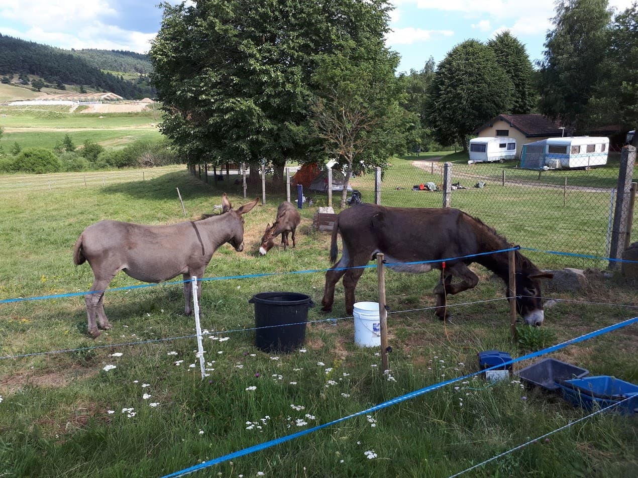 Camping*** La Cigale de l'Allier - Accueil des ânes au camping