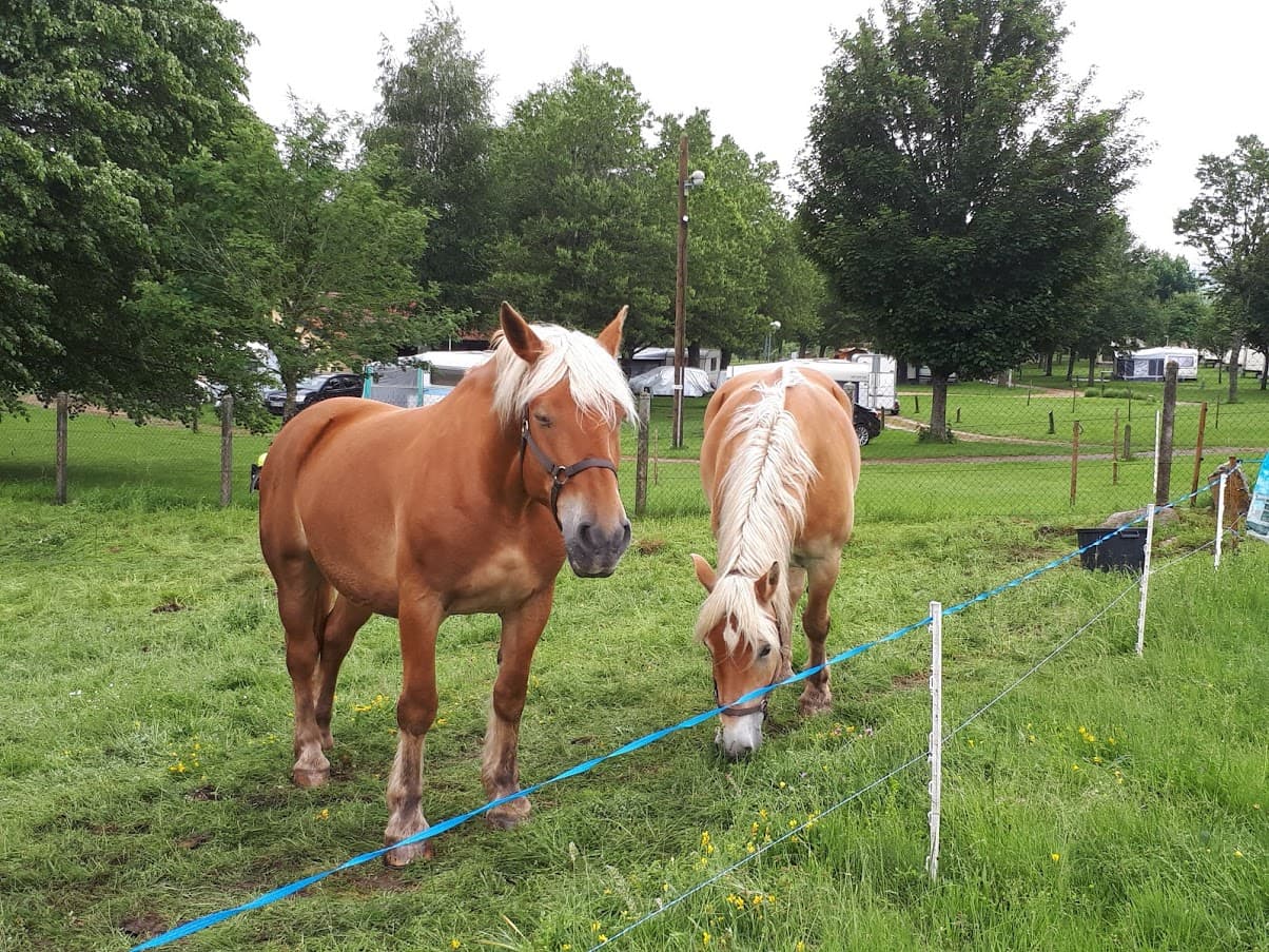 ACCUEIL DES CHEVAUX AU CAMPING