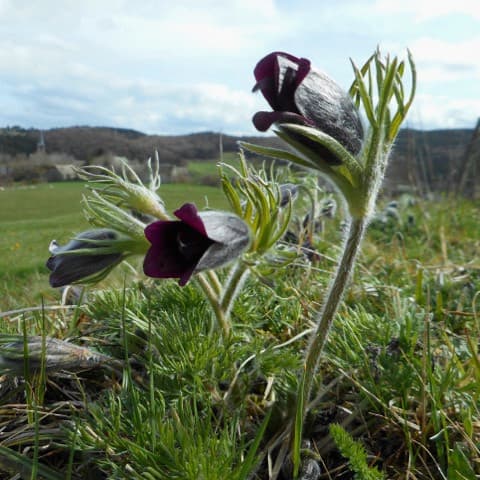 Anemones pulsatilles