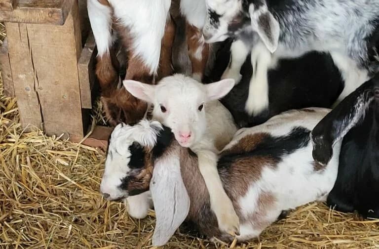 Visite de ferme