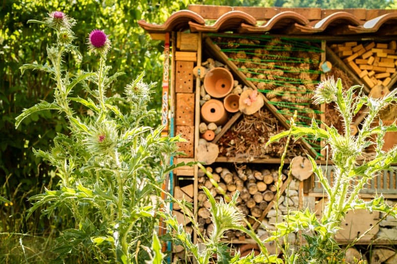 Cabane à Insectes