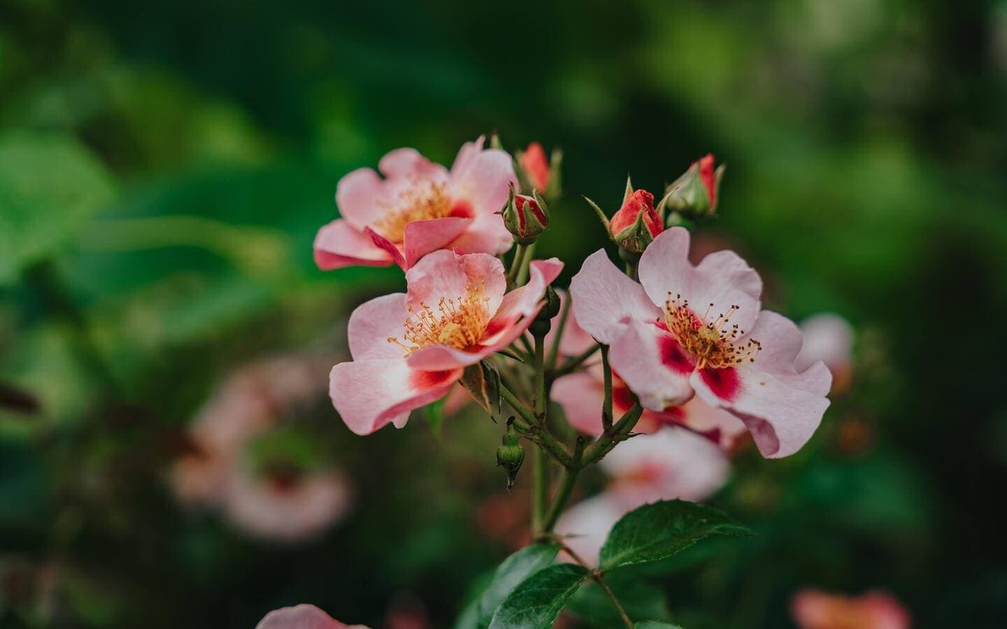 _CLAB_Jardin_remarquable_10