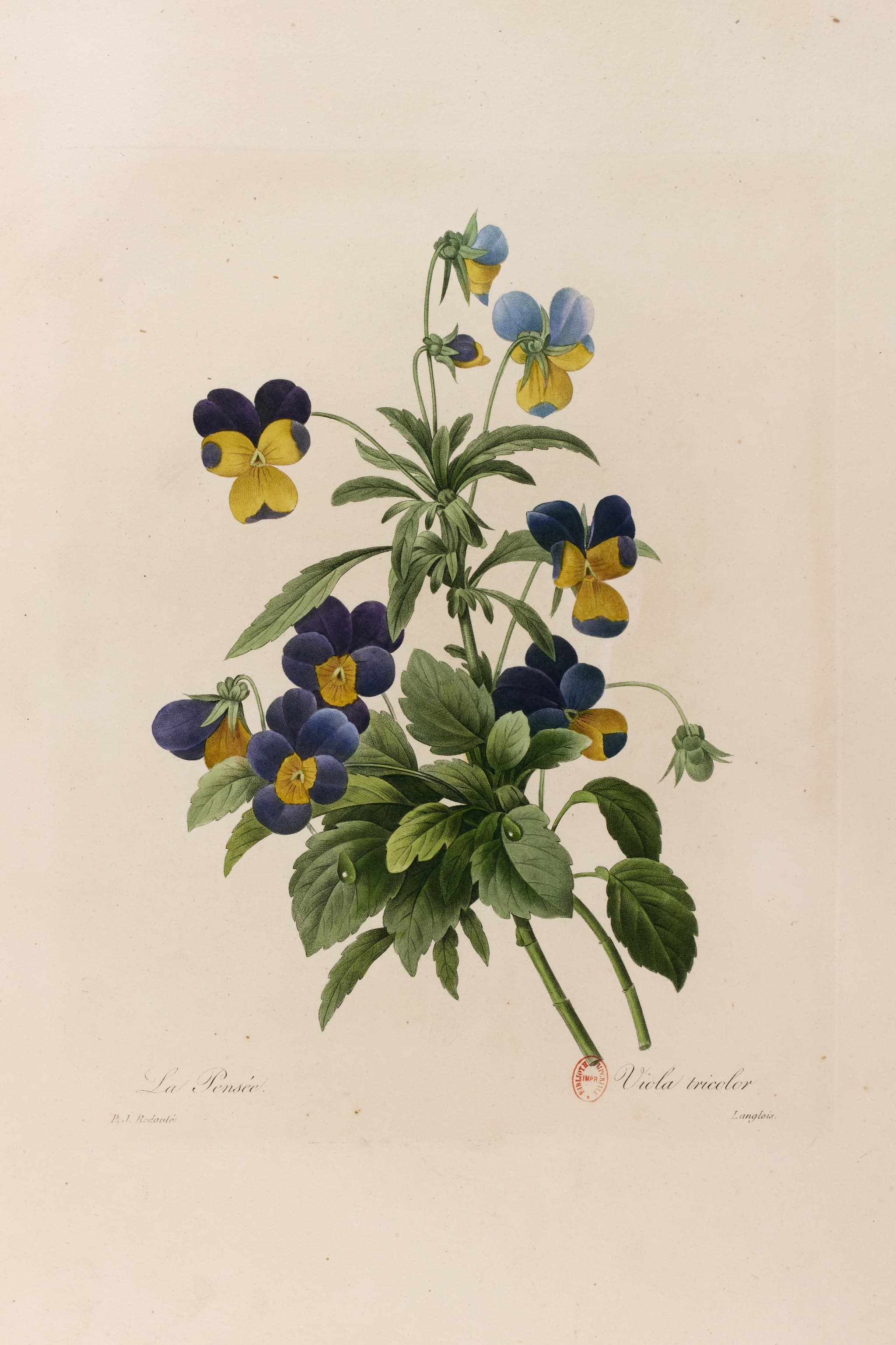 Pierre-Joseph Redouté, Pensée sauvage (Viola Tricolor), 1827