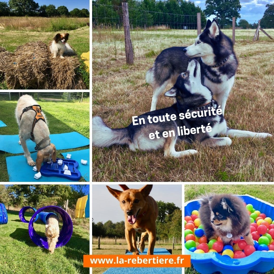 Agility, parcours ludique et parc à chiots