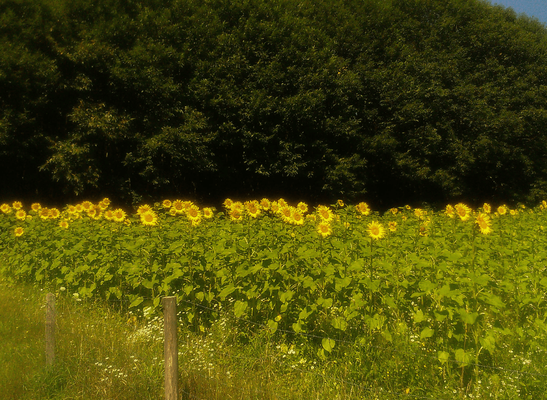 La ferme bio de Marie - Les Cars