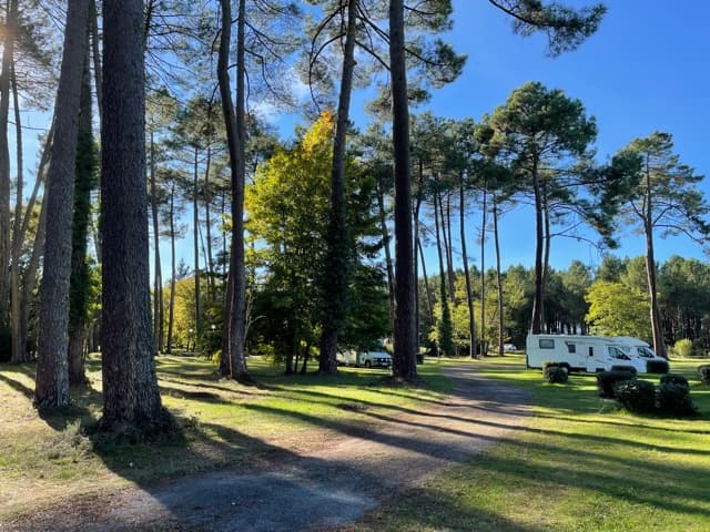 Un camping sous les pins.