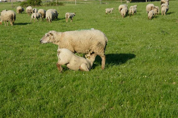 Moutons.jpg_2