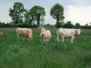 Terrine viande vaches ferme dumoulin degustation Saint Varent Thouarsais