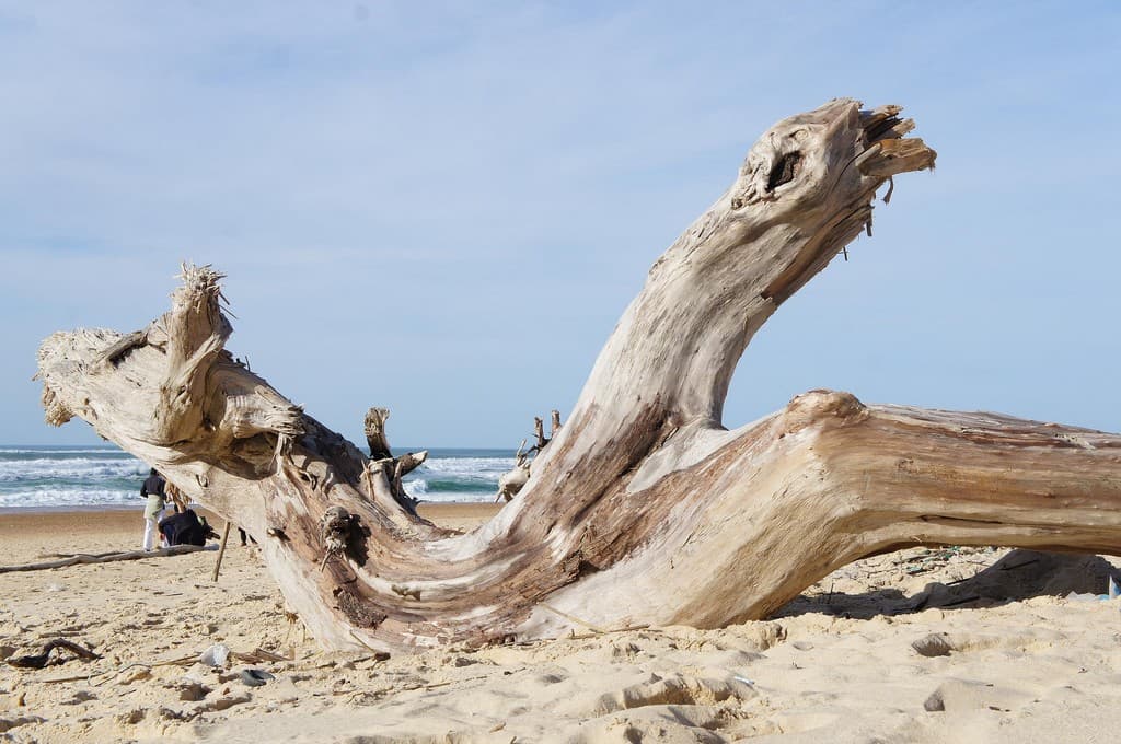 116 L'Océan des Landes_Messanges_Landes Atlantique Sud