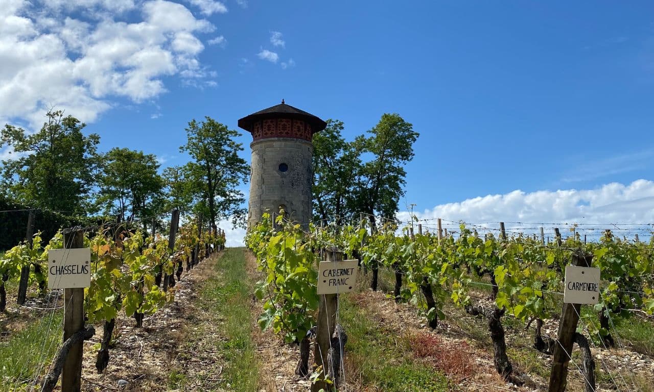 Rang de vignes