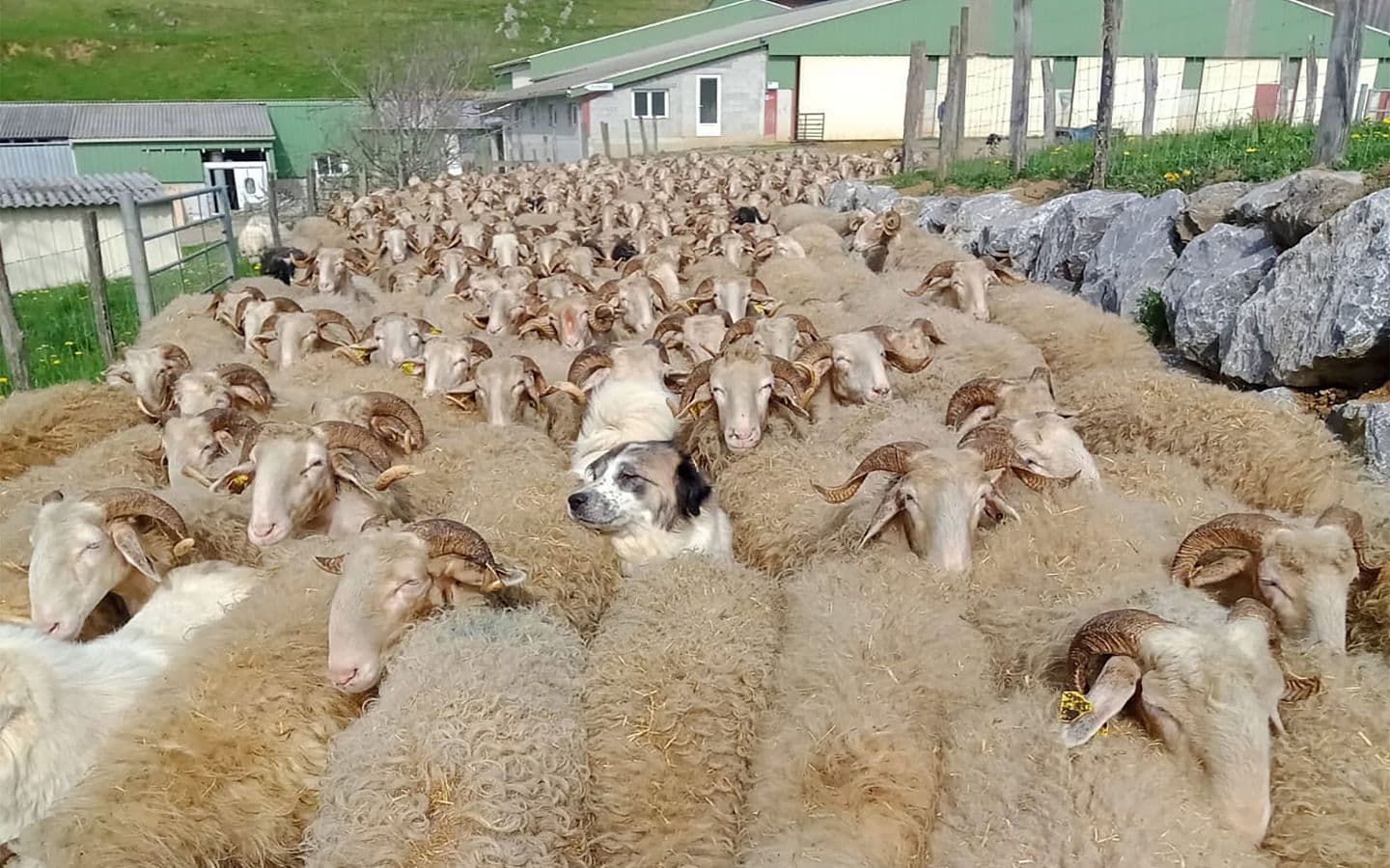 Ferme-Guedot - 1440