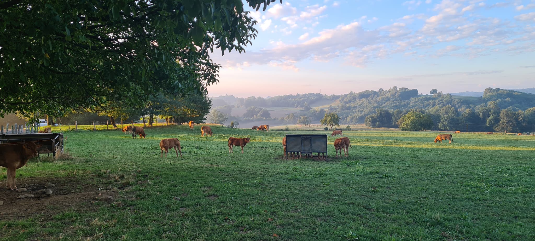 Les vaches_9