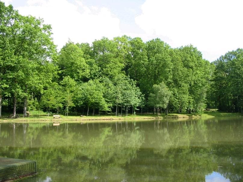 Forêt domaniale_1