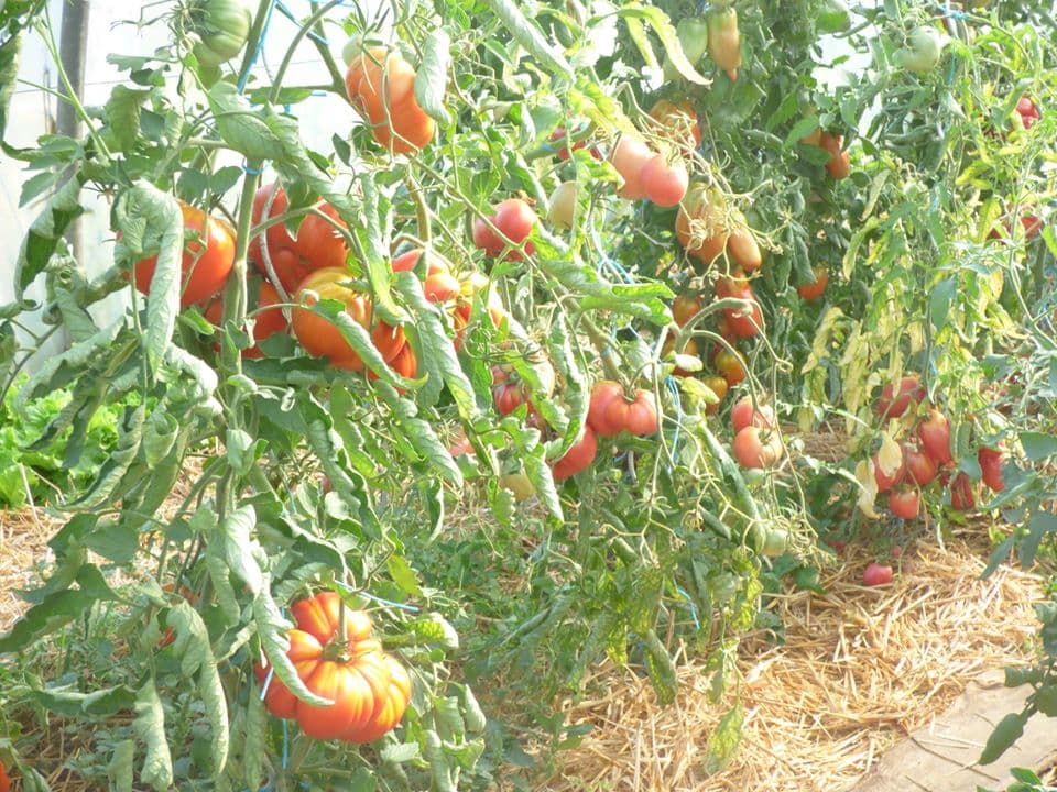 Le potager de la borie_3