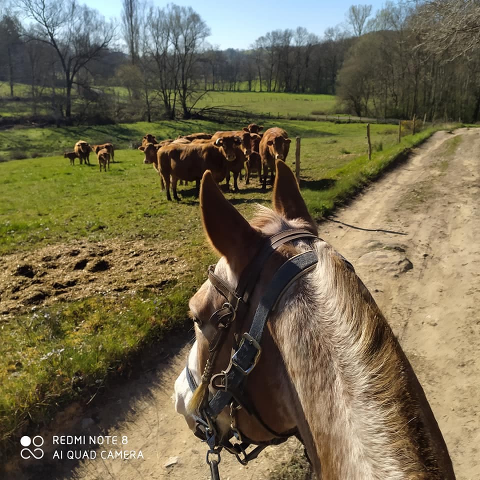 Balade dans les chemins_3