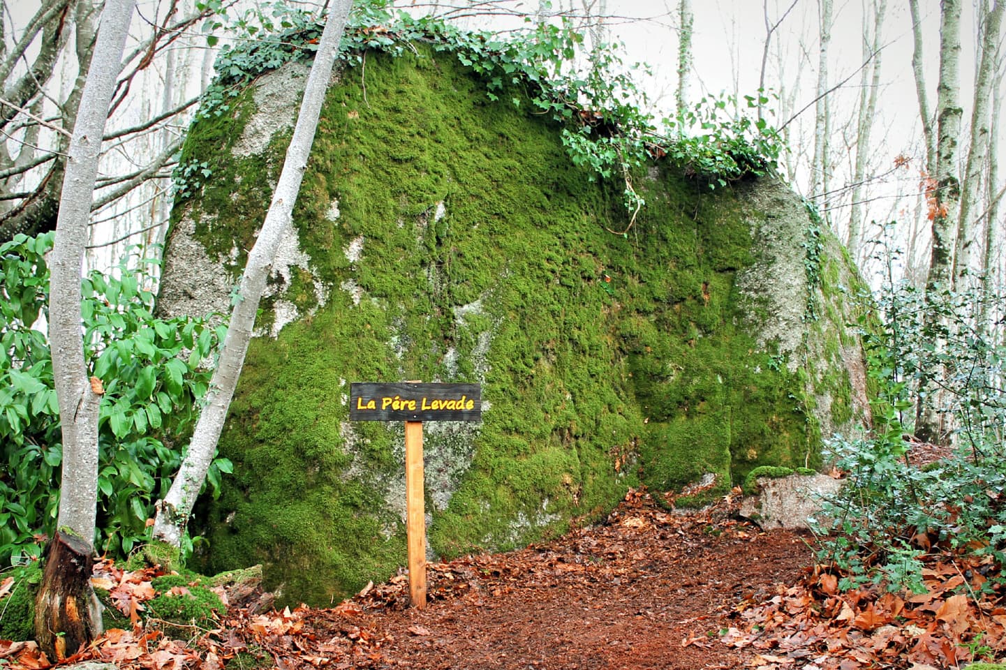 Bois de la Fôt, la Père Levade_2