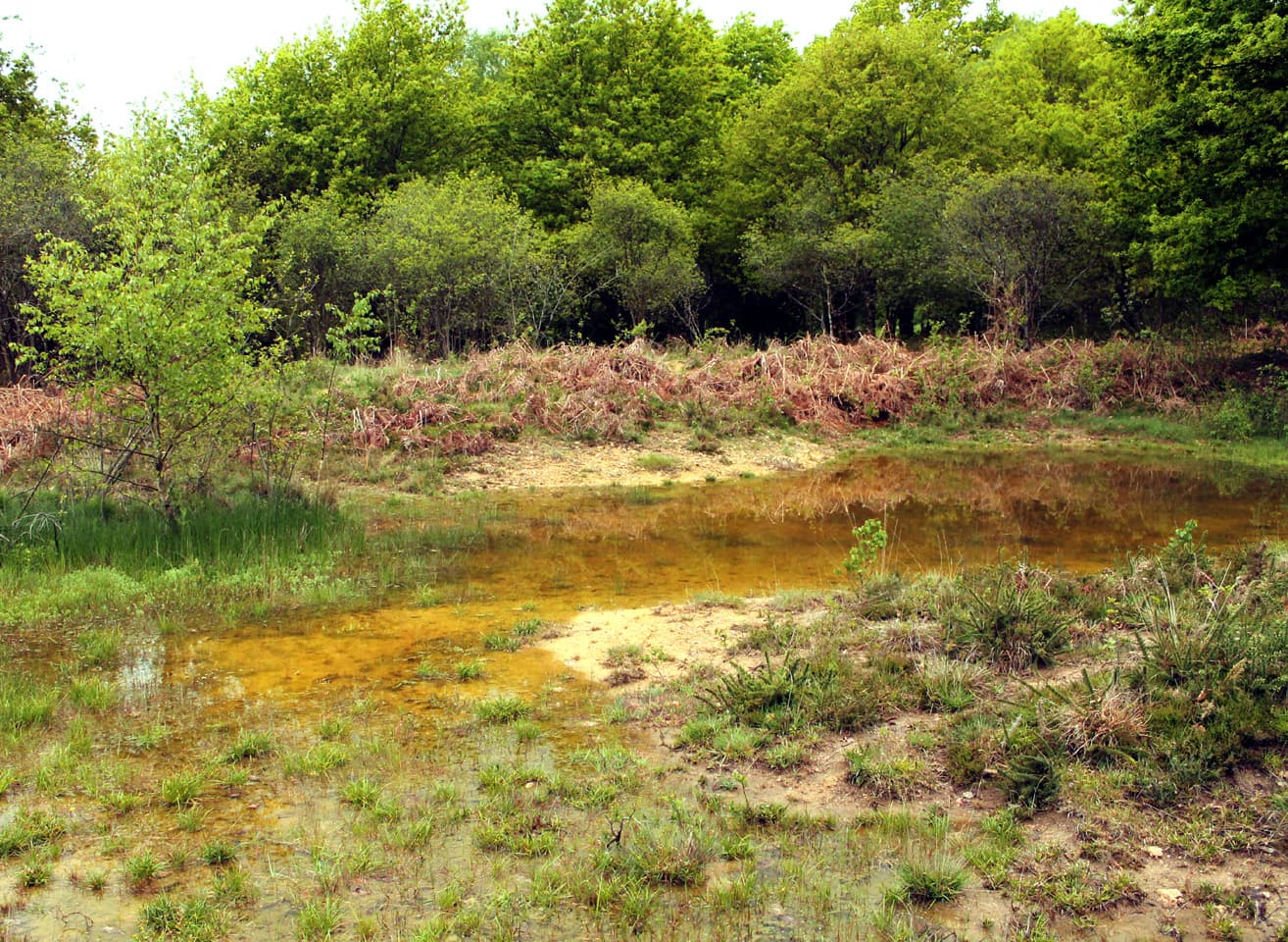 Lande de la Saumagne, mare_2