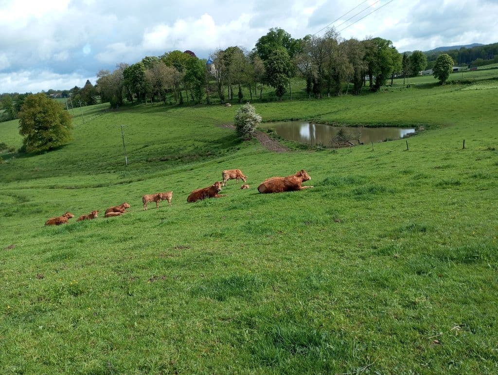 Le Chant du Merle