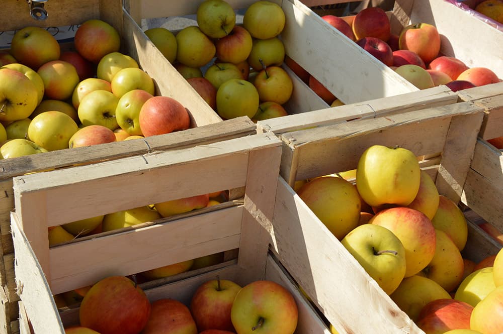 Verger du bois basset fruits degustation Ste Gemme Thouarsais Deux Sevres