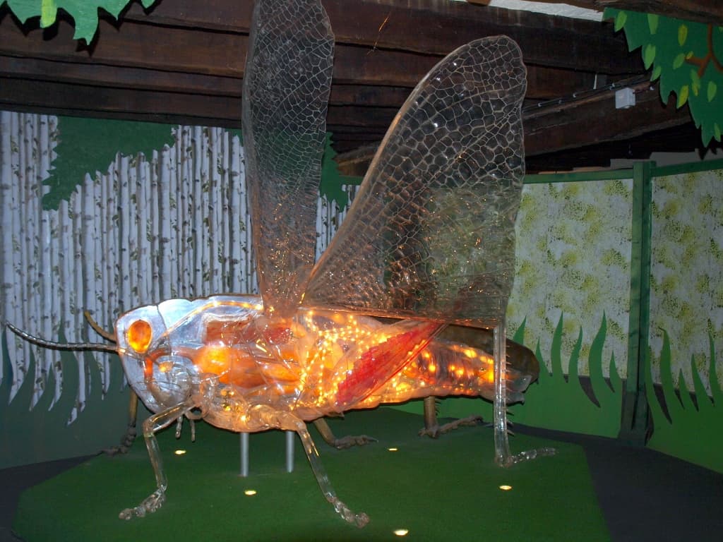 Cité des Insectes : Musée & Parc nature_2