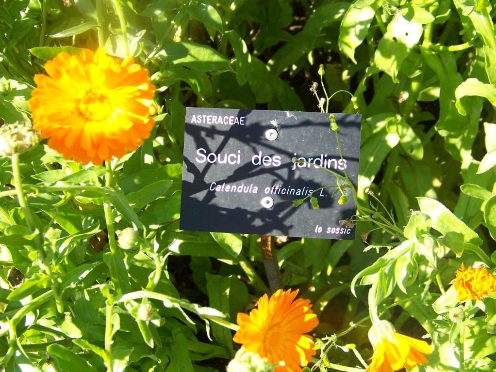 Jardin des Simples1