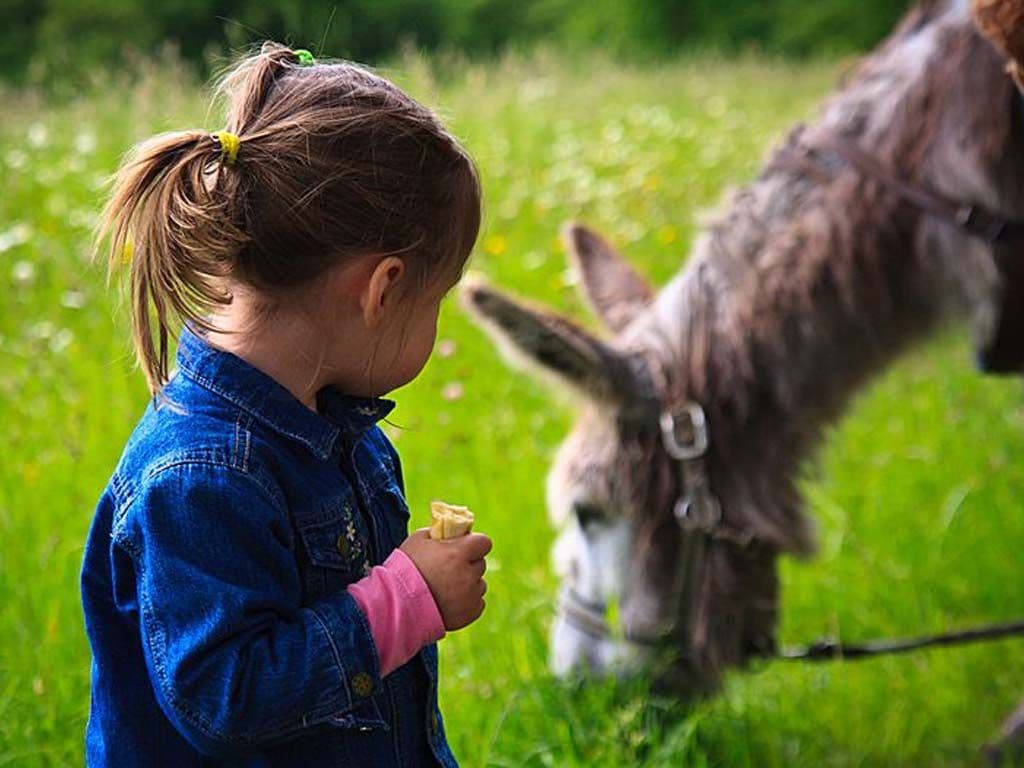 Roulotte de la Ferme des Anes de Vassivière_7