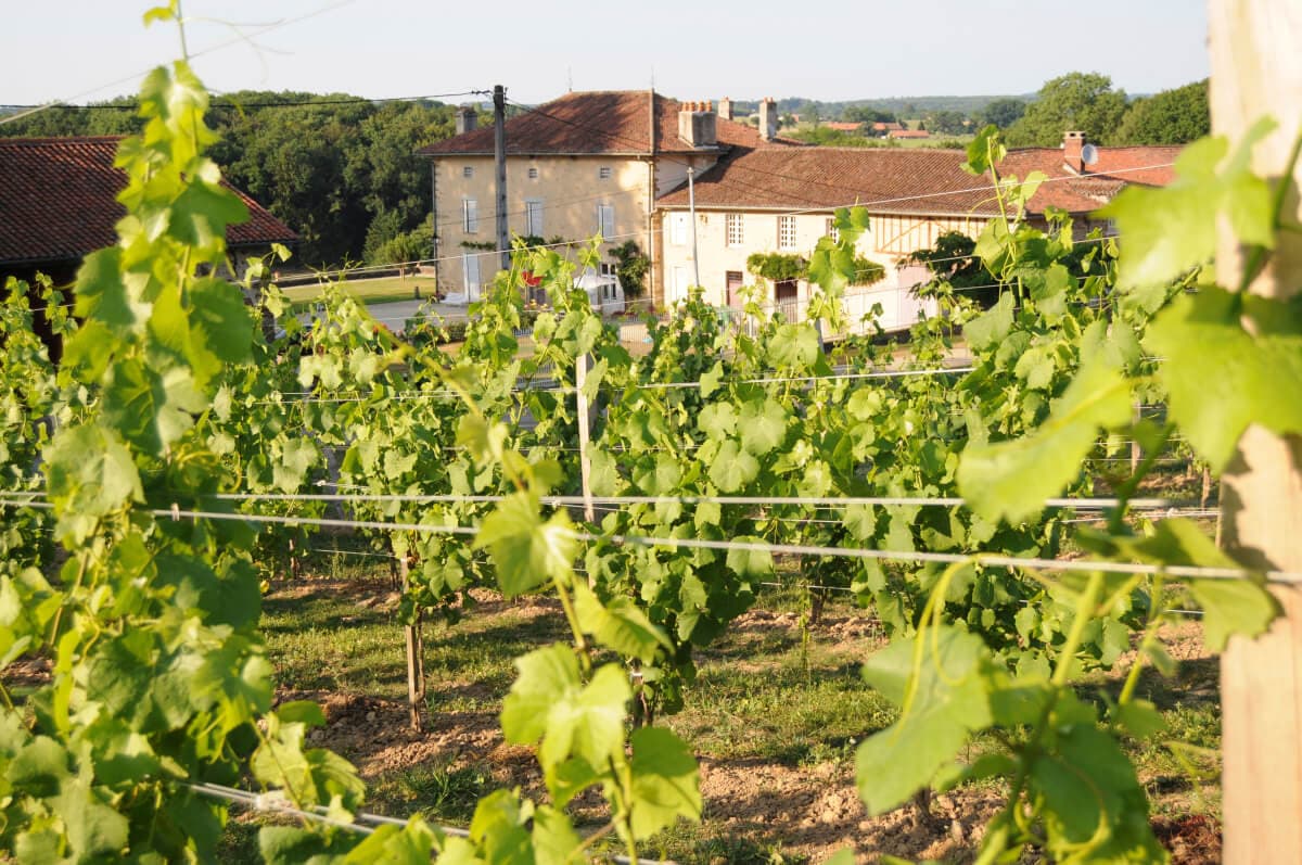 Les Vignes du Repaire de Noblat_2