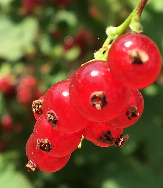 Myrtilles et petits fruits, les Vergers de Claud_3