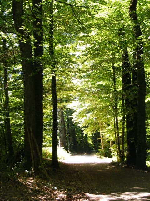 Forêt des Loges_2