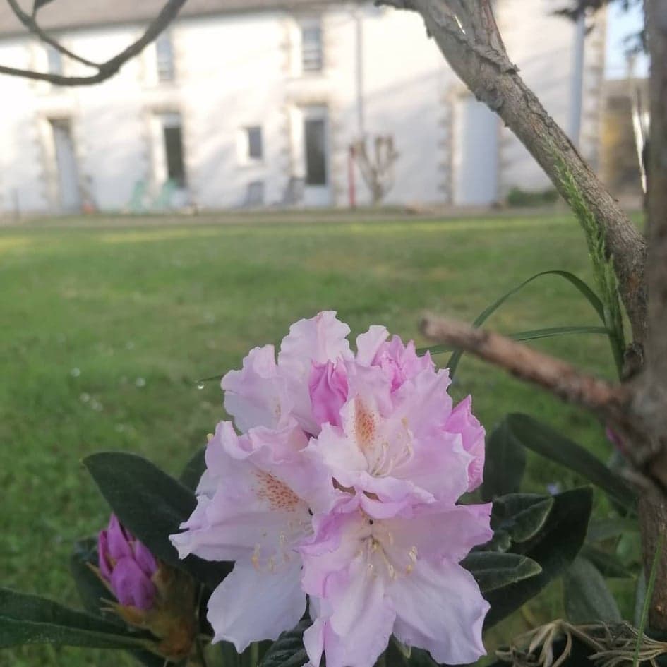 Rhododendron