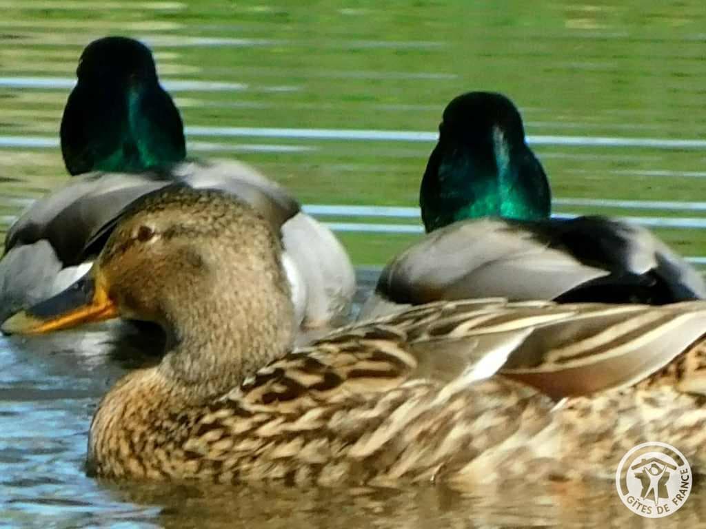 La pêcheur à La ferme des histoires mélangées_2