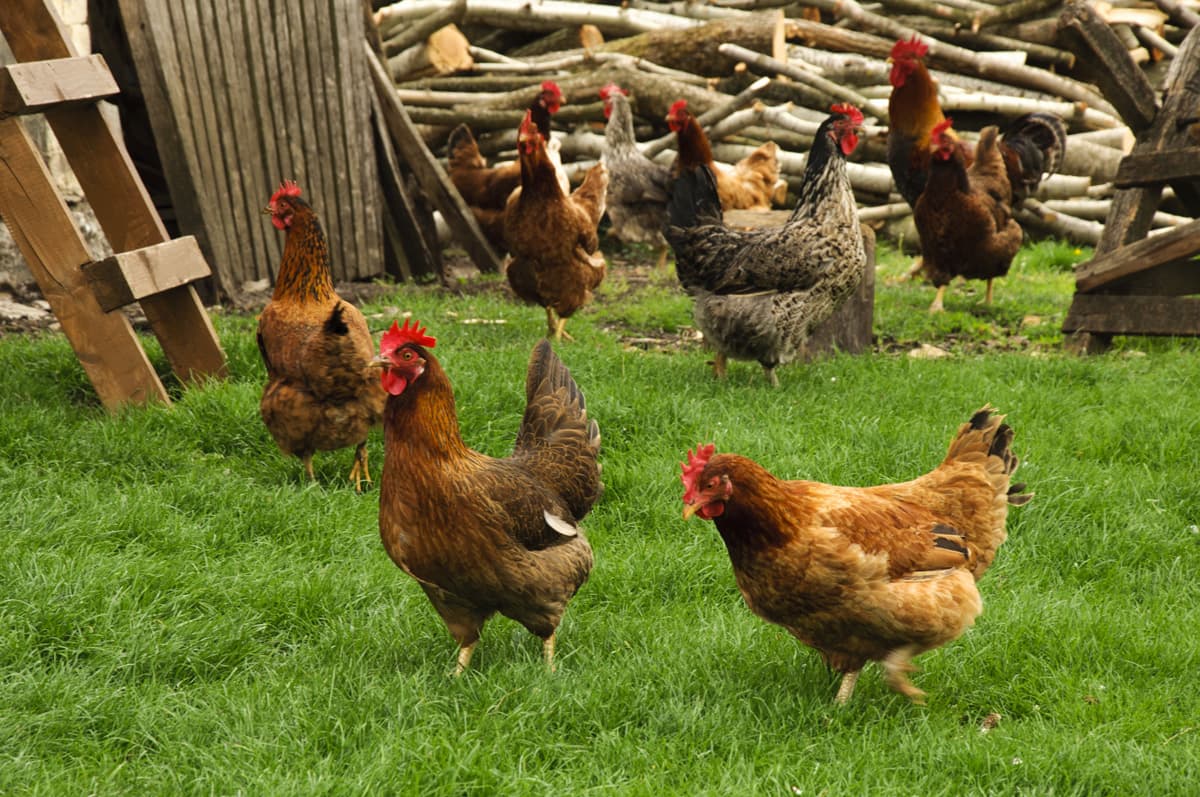 Ferme de Luc_2