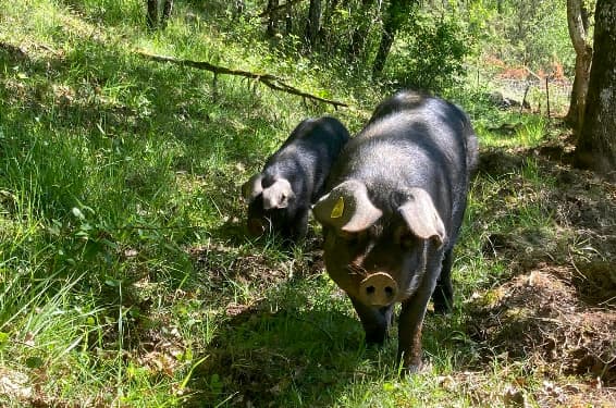 2-Ferme de la massinie