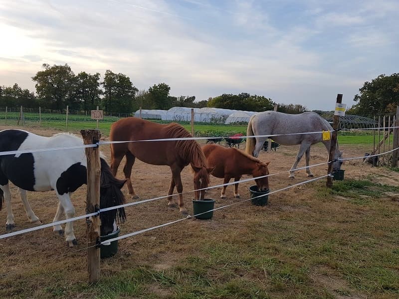 Ferme découverte au Domaine d'Écoline