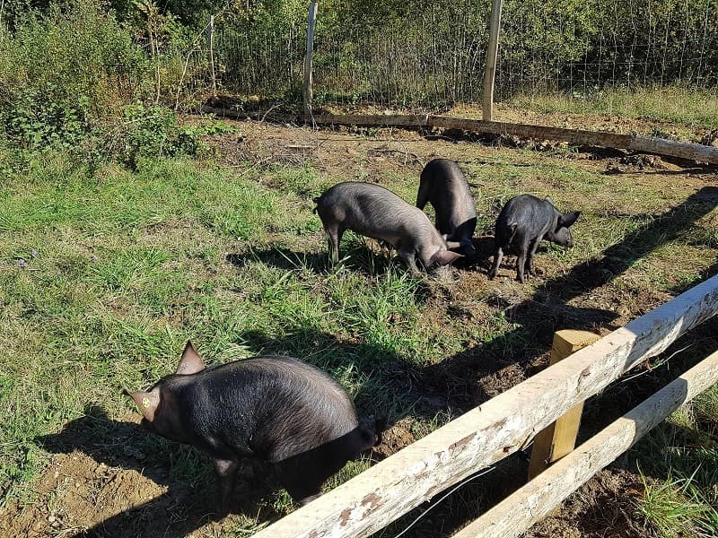 Ferme découverte au Domaine d'Écoline