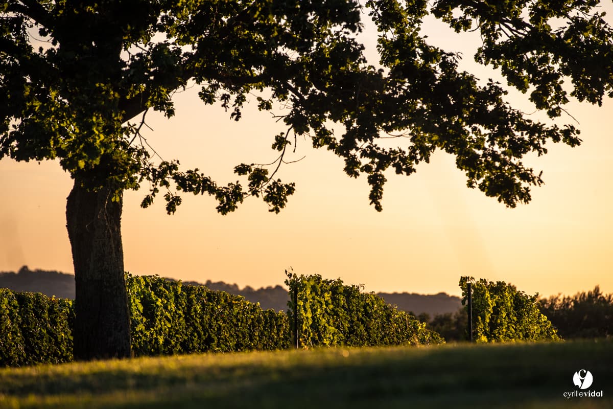 Vignes