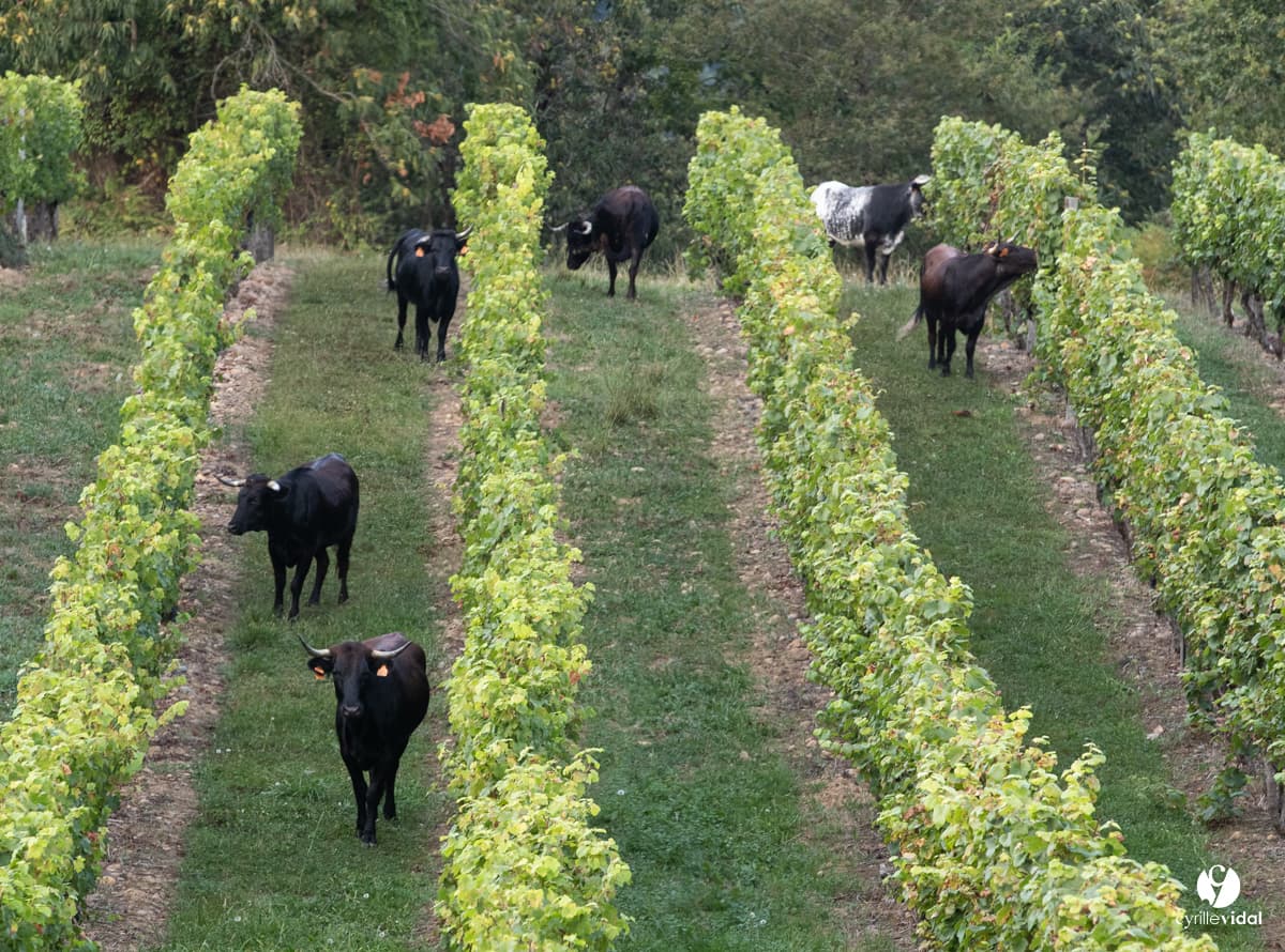 Champ de vignes