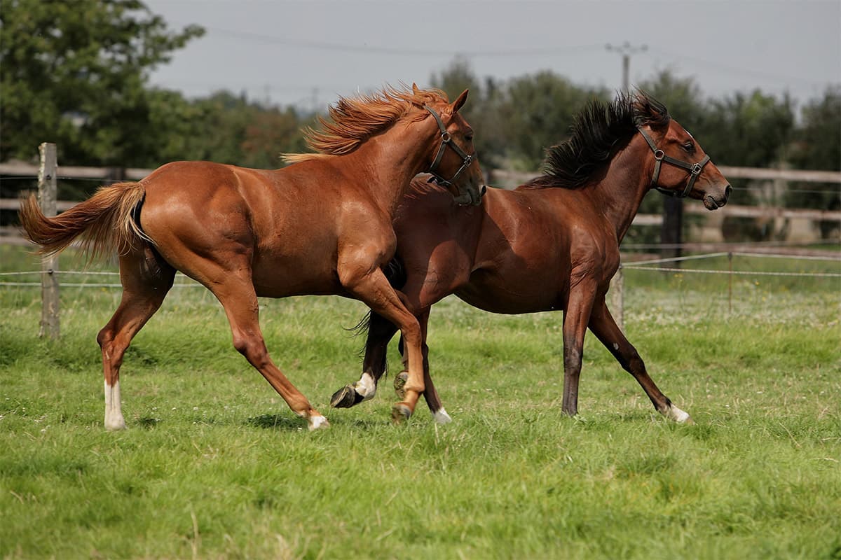 Ecurie du Chardoneret_1
